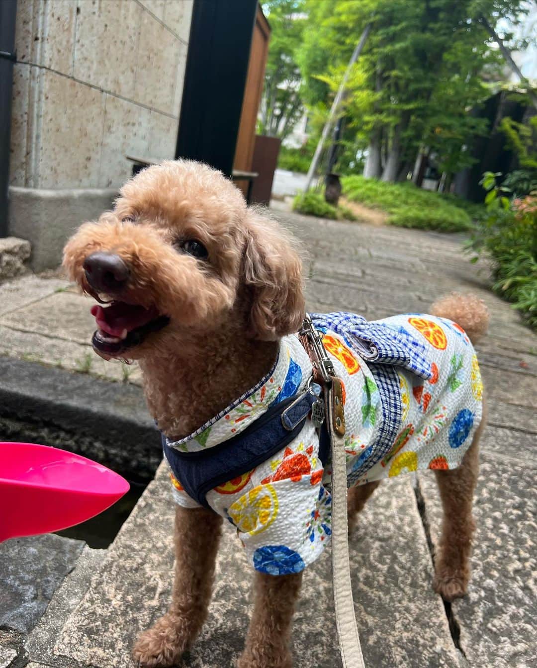 大須賀あみのインスタグラム：「投稿をサボりすぎて夏が終わりそう！！笑  暑すぎてタイミング的になかなか愛犬と一緒に浴衣着れなかったけど、ソロでは可愛く浴衣着てくれて良かった🎆  来年は6月とか、暑くなりすぎる前に一緒に浴衣着て写真撮ろう🐶  甲府駅北口、とても綺麗でご飯食べるところも結構あるので山梨来た時はぜひ！🗻  #甲府駅北口 #甲府駅 #夢小路 #愛犬の浴衣 #犬の浴衣」