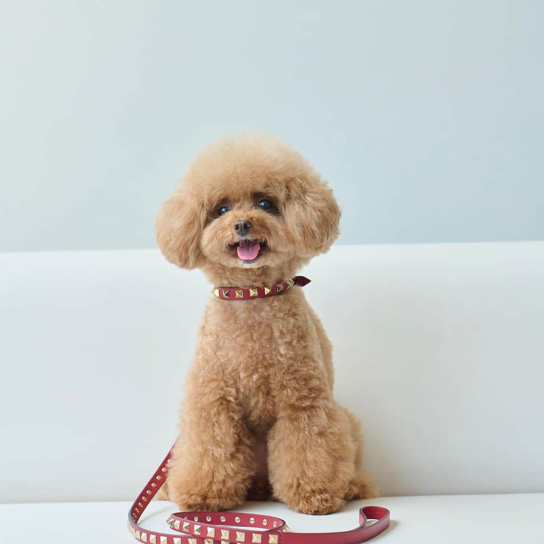 ショコラ❤︎あずき❤︎パンナさんのインスタグラム写真 - (ショコラ❤︎あずき❤︎パンナInstagram)「・ パンナがこの度、 Valentinoヴァレンティノさんのモデルとして25ans（ヴァンサンカン）に掲載されました〜✨✨✨😭😭  8月初旬の撮影だったのですが、 ソファに乗ると不思議と笑顔でポーズしてくれて、、 床に下ろすと終始楽しそうにスタッフさんにご挨拶回りして、ご機嫌で頑張ってくれました😭  お陰様でまたステキな一生の思い出ができました☺️🥹✨✨✨ ありがとうございました☺️🙇‍♀️✨ ・ こちらのスタディベア🧸可愛すぎますよね！ ポップアップの期間だけ登場するそうです🧸✨✨ その他の限定ベアも発売されるとか❣️ 9月に全国4カ所でポップアップストアもオープンする予定。 欲しすぎる〜！✨✨  愛犬のイラストやイニシャルを入れたオーダーができるロックスタッズペットも9月からはお財布やコスメケースなどなど、さらに新作アイテムも追加になるそうです✨✨  25ans 10月号は本日8月28日発売です  #25ansjp  #25ans_dog #maisonvalentino #ロックスタッズペット #RockstudPet #valentino  @maisonvalentino @25ansjp   #トイプードル #プードル #いぬすたぐらむ #犬 #ペット #犬のいる暮らし #toypoodle #poodle #chihuahua #dog #dogs #instadog #cutedog #あずしょこぱん #パンナ #PR」8月28日 21時03分 - azchpn