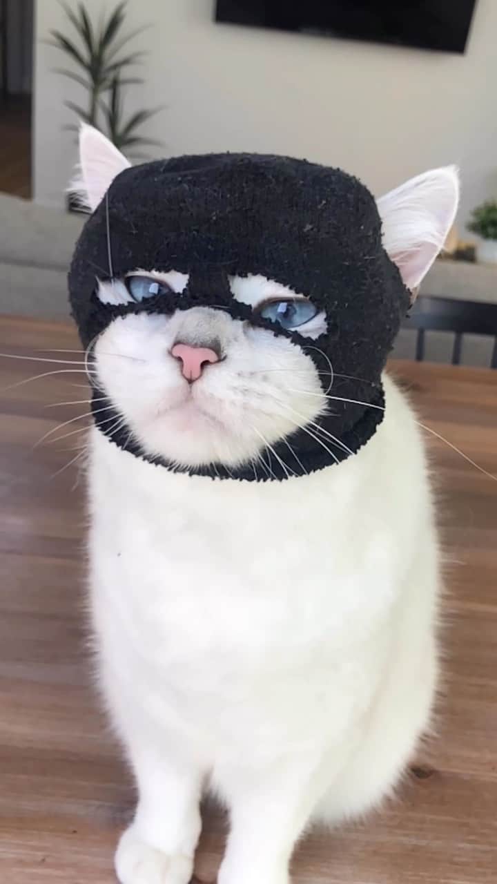 のインスタグラム：「Now the humans definitely won’t know who’s wreaking havoc at 5am.」