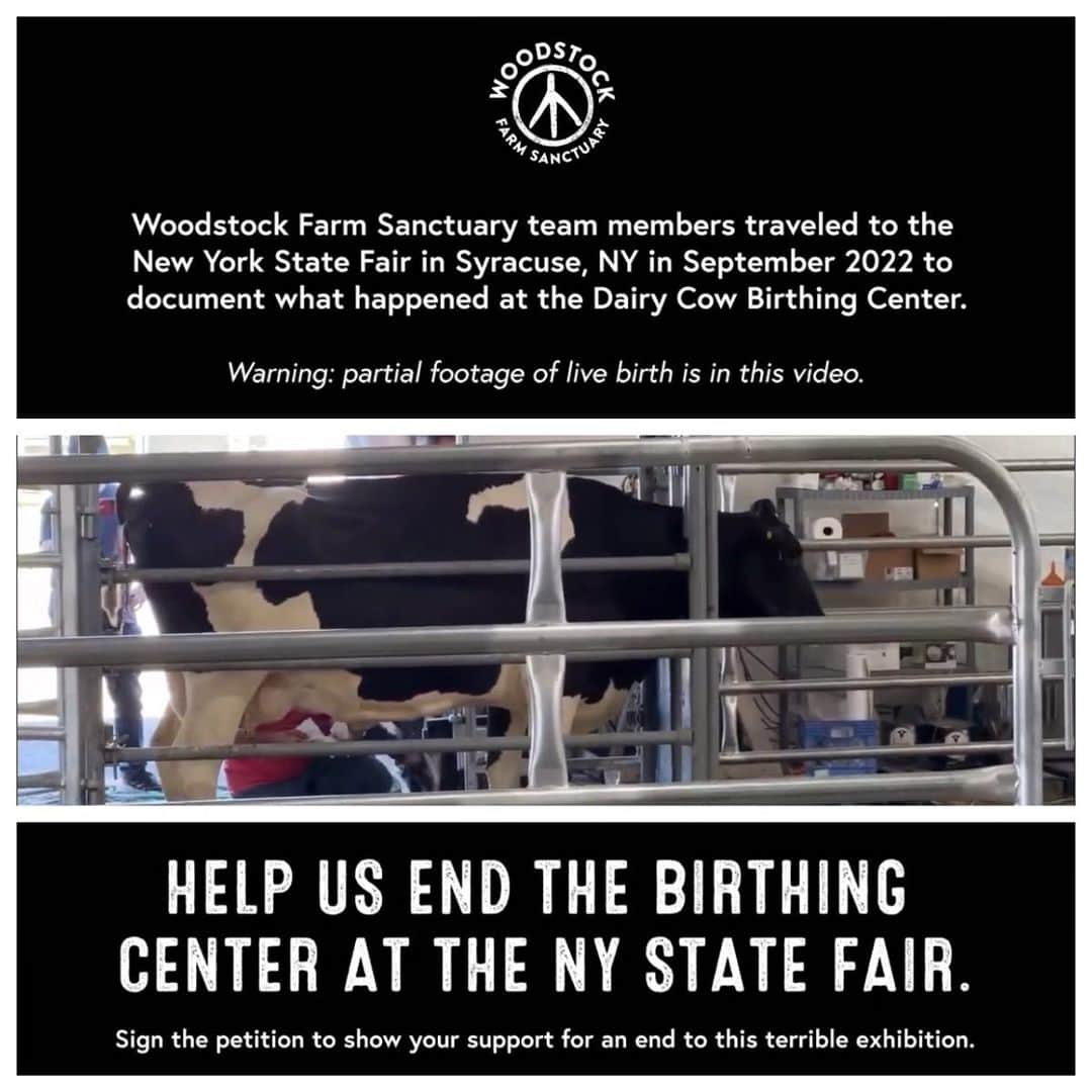 シェリ・ムーン・ゾンビのインスタグラム：「Please help to stop the “Birthing Center Side Show” at the NY State Fair by signing the petition. Link in bio.  #woodstockfarmsanctuary #lovecows  #stopexploitinganimals ❤️ 🐮」