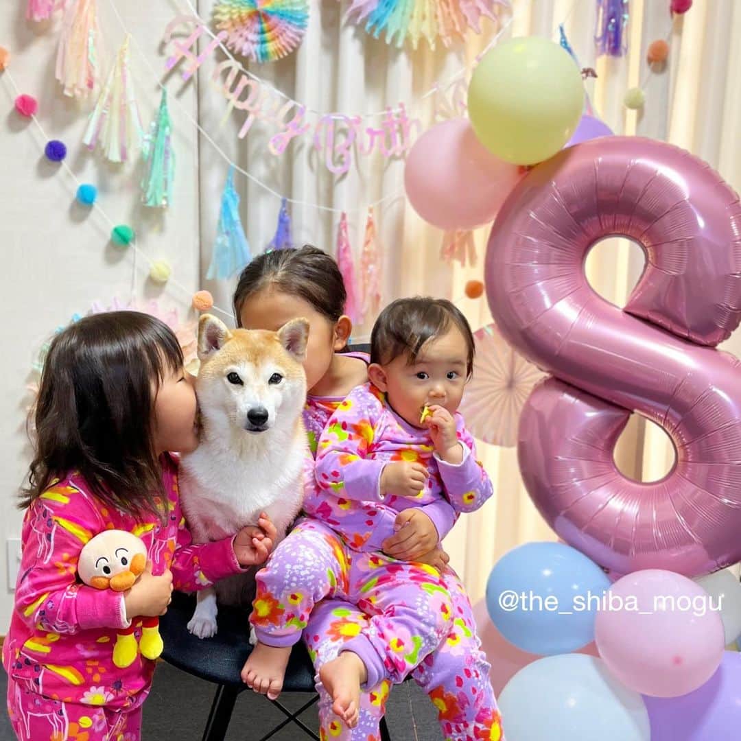Moguのインスタグラム：「. 先日8歳になりましたなの。 8歳も元気にすごせるように頑張りますなの。 #happybirthday #全員寝起き . @the_shiba_mogu  #柴犬 #shibainu #shiba#赤柴 #redshiba#犬 #dog#しばいぬ#nannydog#犬と子供#子供と犬#柴犬と子供#柴#赤ちゃんと犬#犬と赤ちゃん#柴犬と赤ちゃん#赤ちゃんと柴犬#柴犬のいる暮らし#子守犬」