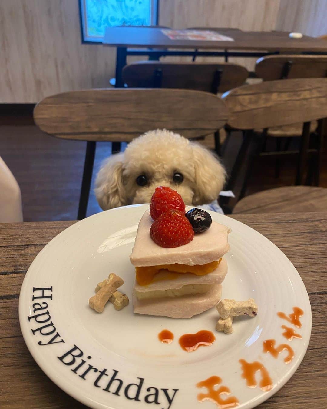 原田怜奈のインスタグラム：「happy brithday❤︎ 2歳になりました❤︎  毎日犬に支えられながら 過ごしてます😂笑  これからも宜しくね❤︎❤︎ . . . . #愛犬 #まろんも元気だよ #もかちゃん #トイプードル」