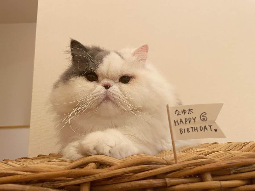 chiitarou_97のインスタグラム：「. 2022.9.23 Today is Nayuta's birthday! . なゆ太が6歳になりました。 .」