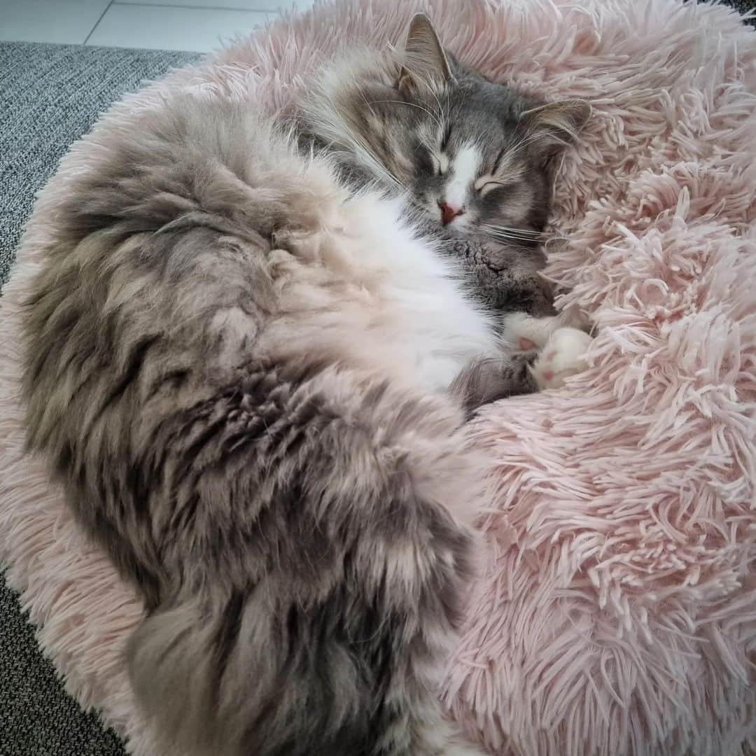 Nila & Miloのインスタグラム：「When Milo sleeps on the fluffiest bed, and yet somehow still comes across as slightly fluffier. 🤭 #fluffmonster #wintersolstice #winterfur #fluffycat」