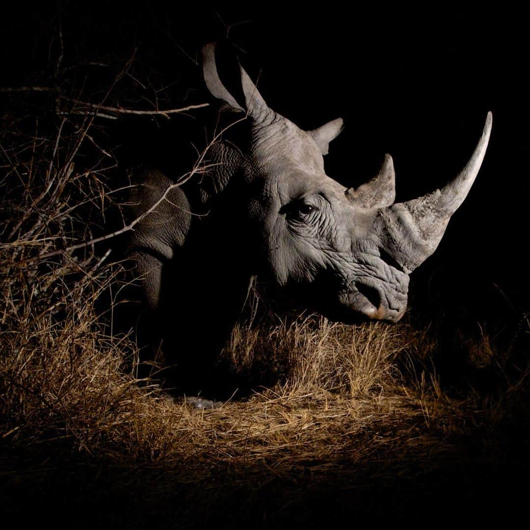 ジャイモン・フンスーのインスタグラム：「Saving the Wild, in its fight against #rhino #poaching, met senior US Treasury officials in Washington DC to seek #sanctions against certain SA court officials.  With the Djimon Hounsou Foundation (DHF), it pleaded with Ramaphosa regarding Court President Nzimande, who Sunday Times Premium has previously reported has been receiving his R1.4 million salary since his October 2018 suspension four years ago.  Nzimande, who is allegedly linked to a rhino poaching kingpin, was suspended for misconduct and faces 112 charges.   “The Magistrates Commission and the National Prosecuting Authority have used every trick in the book to delay prosecution of these corrupt justice officials, while the Ministry of Justice claims it cannot interfere. It is an amazing disgrace,” said Jamie Joseph, Saving the Wild director.   “Being quiet is being complicit to the crime,” said actor, producer and humanitarian Djimon Hounsou. “Certain politicians are acting on personal interests with total disregard for human rights and the people of SA, and a natural heritage that must be protected. Enough with inertia. Let justice be done.”  Actor Pearl Thusi also joined the fight against rhino poaching, saying: “We owe it to future generations to find a way to share this planet in a sustainable way for all life.”  #BloodRhinoBlacklist #WorldRhinoDay  Read the full article on Saving the Wild.」