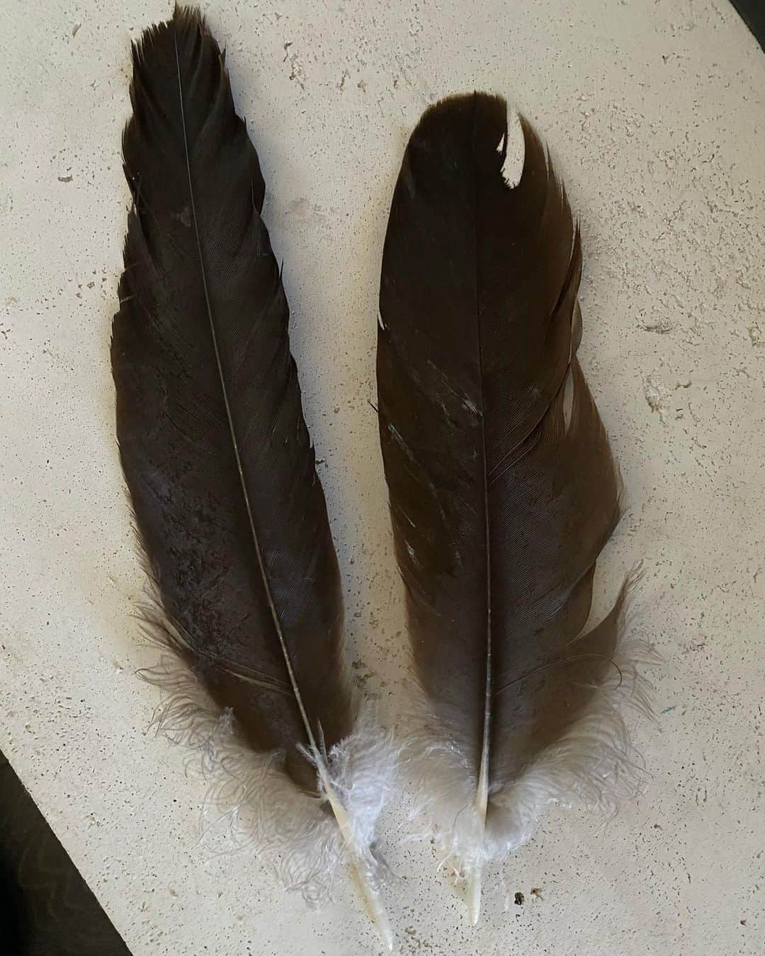 スタナ・カティックさんのインスタグラム写真 - (スタナ・カティックInstagram)「Speaking of feathers…  Nature is a trip. After returning from a long overseas trip a few years back, we found that the temporary plastic coverings on the house windows had been torn off. We live in an area that has EXTREME storm weather. The storm shutters hadn’t been placed, yet. So, to guard against anticipated bad weather, we did the next best version.  When we looked at the cameras to figure out why the window covers were torn to shreds, we discovered that Four Condors landed on the patio & pulled off everything.   They were HUGE!! And the strange thing was that they landed on our patio at the same time that our plane landed at LAX. 🤷🏽‍♀️  These are two feathers they left behind on our front doorstep.   #Nature #CaliforniaCondors #CaliforniaCondorConservationCommittee」9月24日 3時53分 - drstanakatic