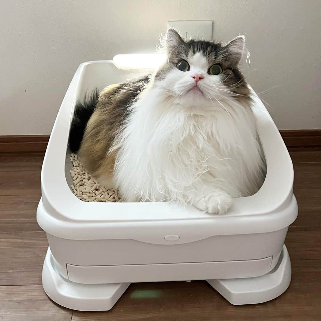 Chiyomame ちよまめさんのインスタグラム写真 - (Chiyomame ちよまめInstagram)「我が家も話題の猫トイレ #トレッタ　@toletta.cat  はじめてみました😻  おトイレを使ってもらうだけで、 アプリで体調管理ができるし 観察もできちゃう😚 すごいのが、多頭飼いでもちゃんと管理ができること！　 沢山いるまんまる達の誰がいつ使ったかもわかっちゃうし、体重も測ってくれるよ🐈‍⬛ Wi-Fiで繋がるから、外出先でも様子がわかって◎ おトイレの様子から健康管理もできる とっても賢いおトイレです🌟  😻さらに、期間限定で 私のストーリーズのリンクからお得に購入できます💓 ハイライト（トレッタsale）からも飛べますよ👍  9/24(土)〜9/26(月)23：59まで Amazonタイムセール中🎊 決済時　割引きコードを使うと驚きの特価に😲❣️  迷っている方はこの機会に始めてみて下さい😆 公式アカウント @toletta.cat  では 気になるQ&Aも沢山のっています🐈‍⬛🌟  クーポンコード 👉　neko2022 URL 👉　https://amzn.to/3xsxq0T  @toletta.cat  #トレッタ #PR  #scottishfold_kikuhiko #ScottishFold_yuzu #ゆず丸#cats #catstagram #kitten #kitty #catsofinstagram #ilovemycat #catoftheday #lovecats #スコティッシュフォールド#ScottishFold #adorable #catlover #instacat #baby #babycat #thedailykitten#猫 #子猫」9月24日 9時17分 - chiyo.mame