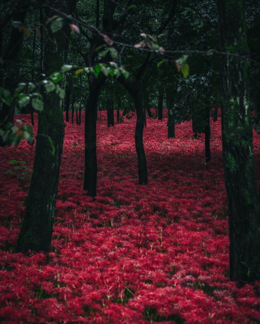 R̸K̸さんのインスタグラム写真 - (R̸K̸Instagram)「Red spider lilies are the flower that signals the arrival of fall. ・ ・ ・ ・ #beautifuldestinations #earthfocus #earthbestshots #earthoffcial #earthpix #thegreatplanet #discoverearth #roamtheplanet #ourplanetdaily #nature」9月24日 21時00分 - rkrkrk