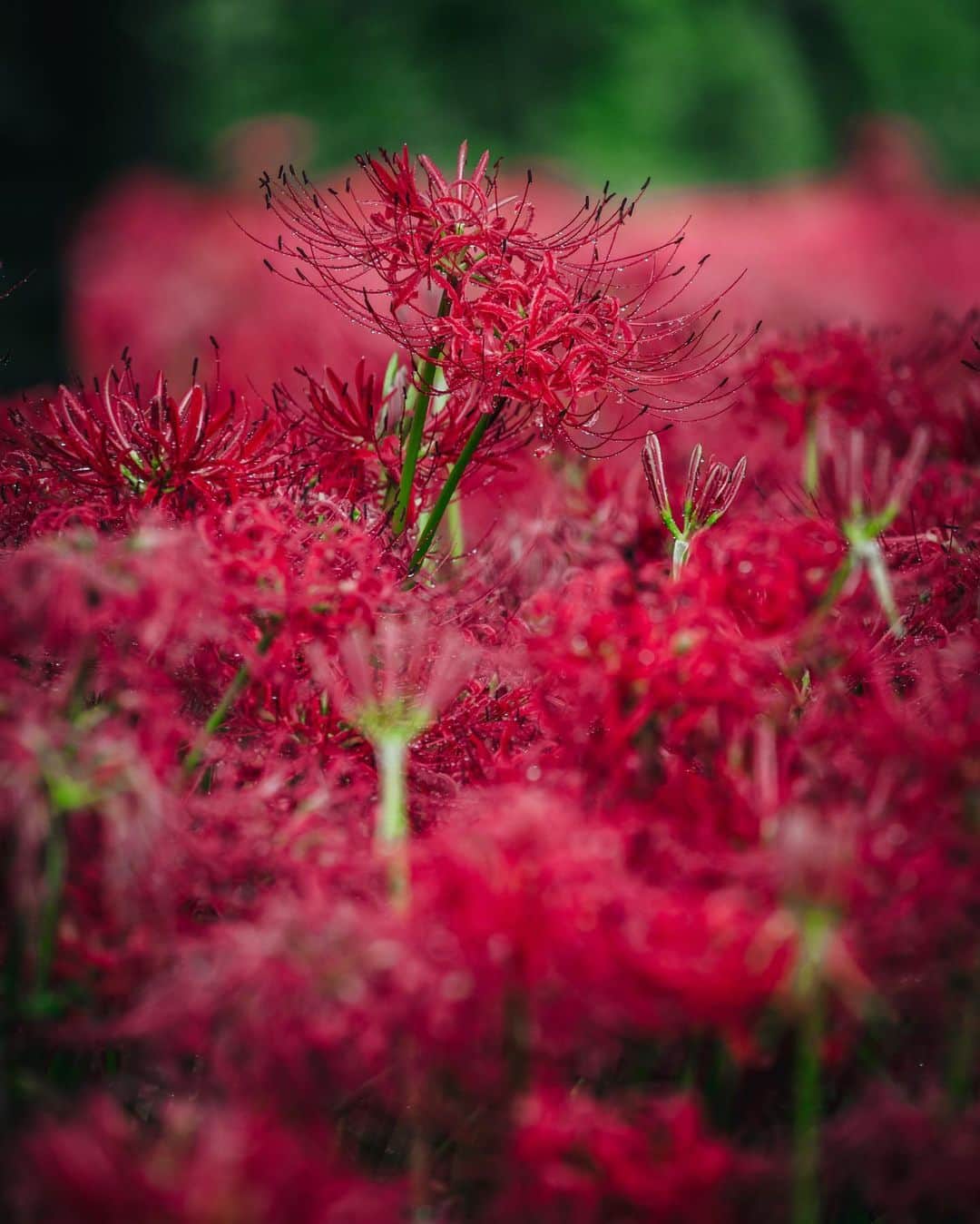 R̸K̸さんのインスタグラム写真 - (R̸K̸Instagram)「Red spider lilies are the flower that signals the arrival of fall. ・ ・ ・ ・ #beautifuldestinations #earthfocus #earthbestshots #earthoffcial #earthpix #thegreatplanet #discoverearth #roamtheplanet #ourplanetdaily #nature」9月24日 21時00分 - rkrkrk