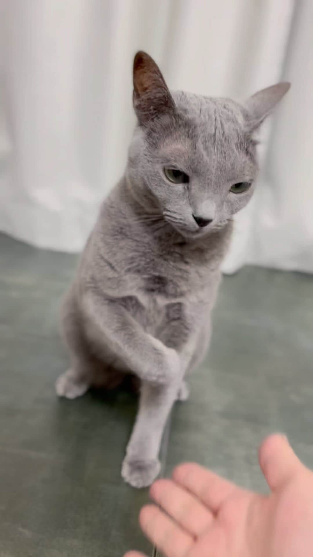 I love Russianblueのインスタグラム：「ほぼお手。 たまにおかわり😹 ・ ・ ・ #Russianblue #sundayfunday #katze #catsofinstagram #catoftheday #cutecat #catlover #kitty #ねこ#ilovemycat #cute #猫 #gato #러시안블루#topcatphoto #9gag #catvideo #kitten  #instacat #meow #cats #cats_of_Instagram  #ふわもこ部  #にゃんすたぐらむ #weeklyfluff #catloversworld #dailyfluff #고양이  #ロシアンブルー #貓」