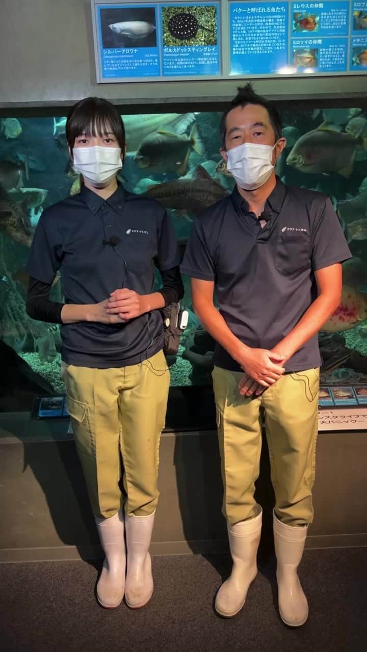 世界淡水魚園水族館 アクア・トト ぎふのインスタグラム：「パクー！大パニックー！インスタライブのご視聴ありがとうございました。  企画展以外では初めてのインスタライブの配信でしたが、お楽しみいただけたでしょうか。  #アクアトト #水族館 #パクー #ライブ配信  #オアシスパーク #河川環境楽園」
