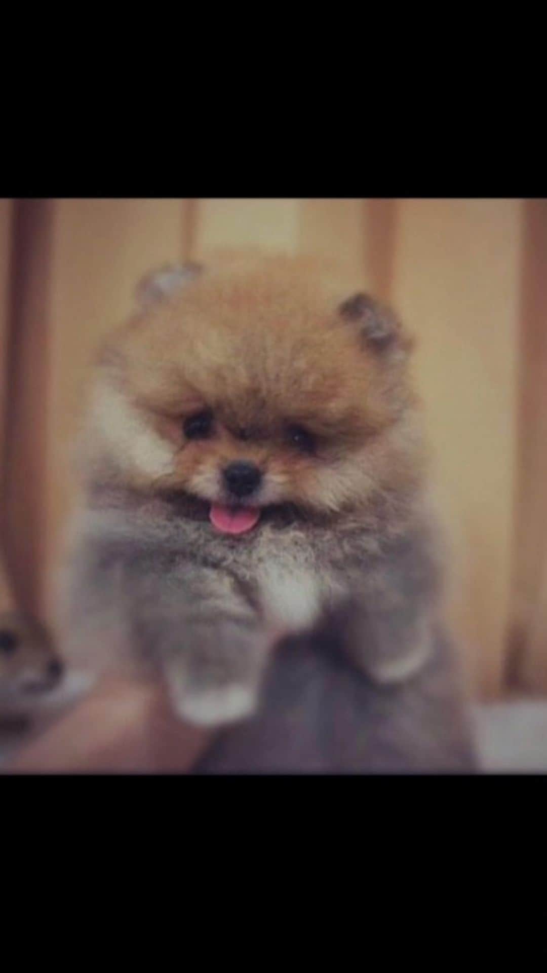 ポーイ・タリーチャダー ペッチャラットのインスタグラム：「Rest In Peace Homiez now you can c mom n p mee all the time when you miss us, thank you for being such a beautiful baby boy go to the rainbow bridge and say hi to Summer and everyone naaaaaaa   Love you to the moon n back♥️🌈」
