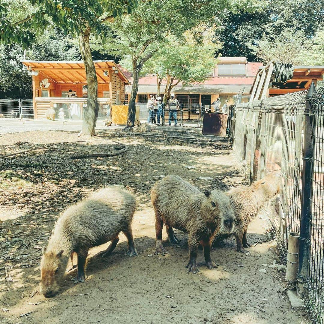 KEINA HIGASHIDEさんのインスタグラム写真 - (KEINA HIGASHIDEInstagram)「こどもの頃に行った以来の埼玉県こども動物自然公園へ。  動物自然公園というだけあって、園内は広々としていて、自然の中を散策しながらゆったり動物観察ができて楽しかった。  わたしの目当ては、前に伊集院さんのラジオで話題になっていた、世界一しあわせな動物「クオッカ」。日本で会えるのはここだけなんですって。  なにげに息子が好きなペンギンもいたよ。  なかなかいい動物園だったから 次回は年間パスポート買ってみようかな。  ▼埼玉県こども動物自然公園 埼玉県東松山市岩殿554  入園料金 大人（高校生以上）	700円 小人（小・中学生）	200円  開園時間 4月1日～11月14日 午前9時30分～午後5時 （入園は午後4時まで） 11月15日～1月31日 午前9時30分～午後4時30分 （入園は午後3時30分まで） 2月1日～3月31日 午前9時30分～午後5時 （入園は午後4時まで）  休園日 月曜日（祝日の場合は開園）  #てくてく埼玉  #埼玉観光 #東松山 #埼玉県こども動物自然公園」9月25日 18時19分 - keina_higashide