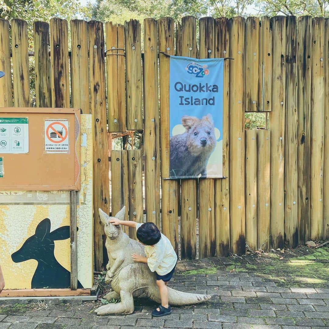 KEINA HIGASHIDEさんのインスタグラム写真 - (KEINA HIGASHIDEInstagram)「こどもの頃に行った以来の埼玉県こども動物自然公園へ。  動物自然公園というだけあって、園内は広々としていて、自然の中を散策しながらゆったり動物観察ができて楽しかった。  わたしの目当ては、前に伊集院さんのラジオで話題になっていた、世界一しあわせな動物「クオッカ」。日本で会えるのはここだけなんですって。  なにげに息子が好きなペンギンもいたよ。  なかなかいい動物園だったから 次回は年間パスポート買ってみようかな。  ▼埼玉県こども動物自然公園 埼玉県東松山市岩殿554  入園料金 大人（高校生以上）	700円 小人（小・中学生）	200円  開園時間 4月1日～11月14日 午前9時30分～午後5時 （入園は午後4時まで） 11月15日～1月31日 午前9時30分～午後4時30分 （入園は午後3時30分まで） 2月1日～3月31日 午前9時30分～午後5時 （入園は午後4時まで）  休園日 月曜日（祝日の場合は開園）  #てくてく埼玉  #埼玉観光 #東松山 #埼玉県こども動物自然公園」9月25日 18時19分 - keina_higashide