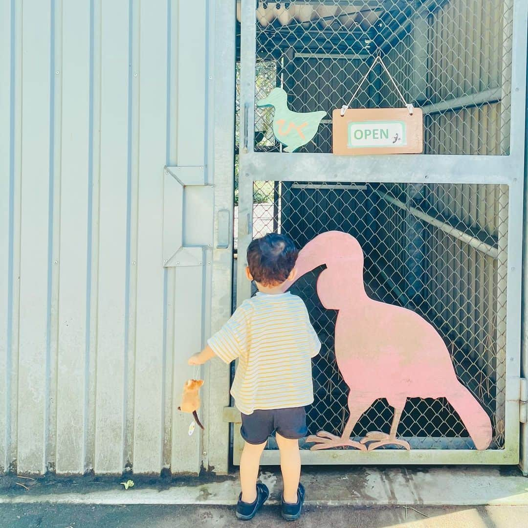 KEINA HIGASHIDEさんのインスタグラム写真 - (KEINA HIGASHIDEInstagram)「こどもの頃に行った以来の埼玉県こども動物自然公園へ。  動物自然公園というだけあって、園内は広々としていて、自然の中を散策しながらゆったり動物観察ができて楽しかった。  わたしの目当ては、前に伊集院さんのラジオで話題になっていた、世界一しあわせな動物「クオッカ」。日本で会えるのはここだけなんですって。  なにげに息子が好きなペンギンもいたよ。  なかなかいい動物園だったから 次回は年間パスポート買ってみようかな。  ▼埼玉県こども動物自然公園 埼玉県東松山市岩殿554  入園料金 大人（高校生以上）	700円 小人（小・中学生）	200円  開園時間 4月1日～11月14日 午前9時30分～午後5時 （入園は午後4時まで） 11月15日～1月31日 午前9時30分～午後4時30分 （入園は午後3時30分まで） 2月1日～3月31日 午前9時30分～午後5時 （入園は午後4時まで）  休園日 月曜日（祝日の場合は開園）  #てくてく埼玉  #埼玉観光 #東松山 #埼玉県こども動物自然公園」9月25日 18時19分 - keina_higashide