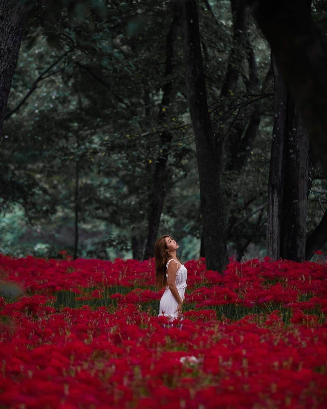 U2 Filmmakerのインスタグラム：「Red spider lily #曼珠沙華」