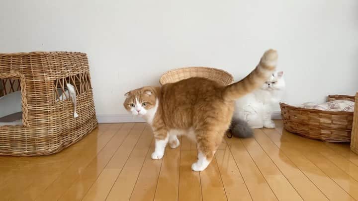 chiitarou_97のインスタグラム：「. お誕生日のプレゼントは、 @orneko_bu さんの ラタンチェアしました 🪹🐈🐈  検品後、まだ座ってくれず… （なゆちゃんは乗せてみたら少し座ってくれた）  置き場所を変えてみようかな、 上に何か敷いてみようかなと考え中💭 気に入ってくれるといいな。  ちぃ太郎となゆ太に お祝いのメッセージをありがとうございました。 なかなかお返事が出来ずごめんなさい。。」