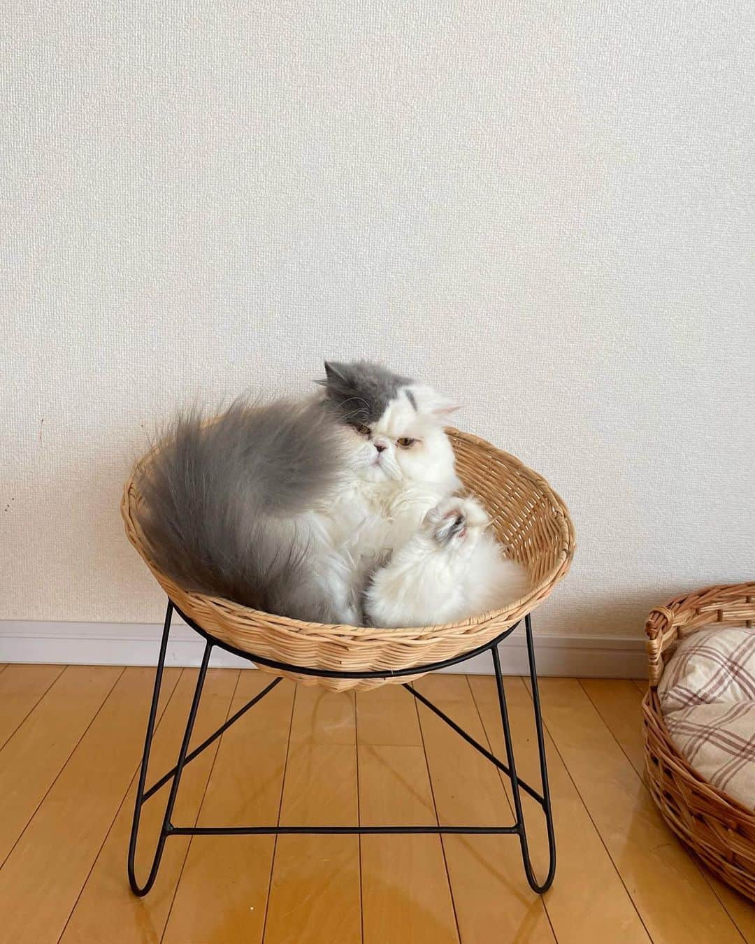 chiitarou_97のインスタグラム：「. 🐱💭 . .」