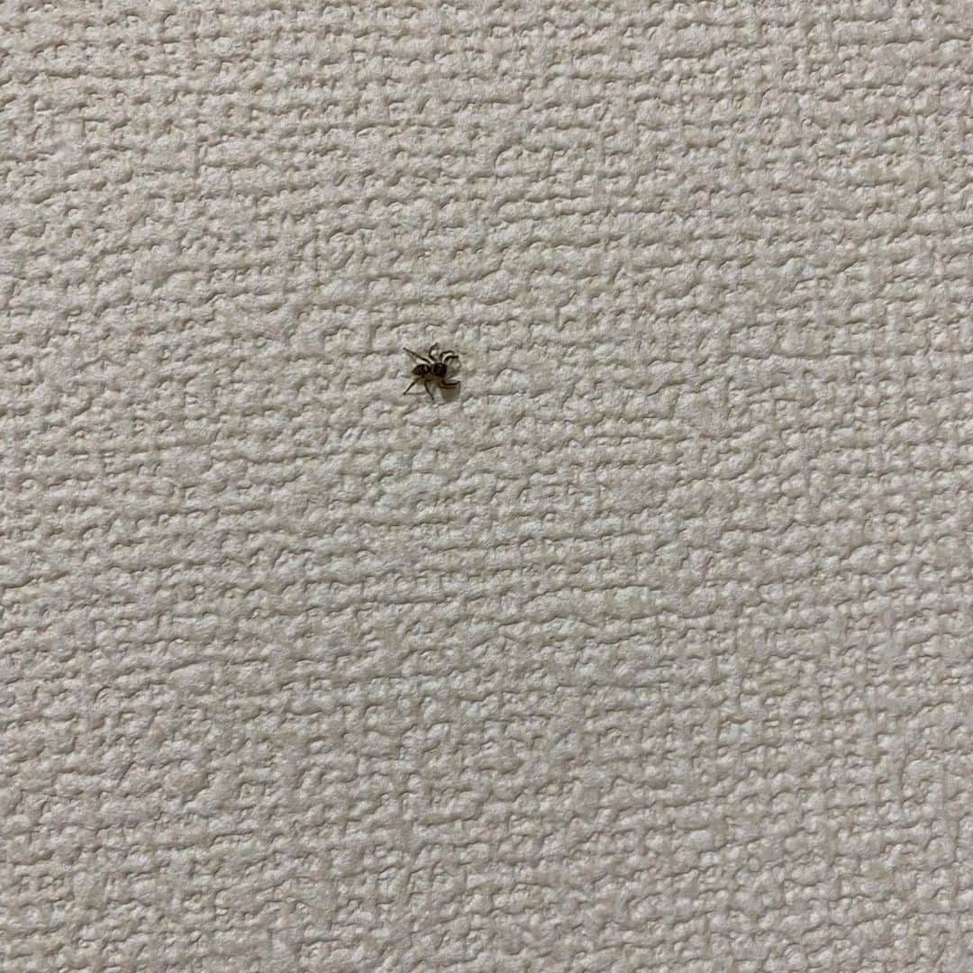 尾碕真花さんのインスタグラム写真 - (尾碕真花Instagram)「. . . . 今私と同居してる蜘蛛🕷 . このくらいのサイズなら何も気にならないから一緒に暮らす。 . しかも2週間くらい一緒に住んだら、急にいなくなるし。 . 次はいつ出ていくんだろ〜。」9月26日 19時08分 - ichika_osaki_official