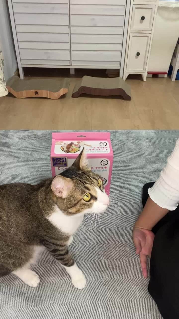 猫壱（ねこいち•ネコイチ）のインスタグラム：「キャッチミーイフユーキャン2InstagramLiveアーカイブです🐾 1週間ほど限定公開です🐱」