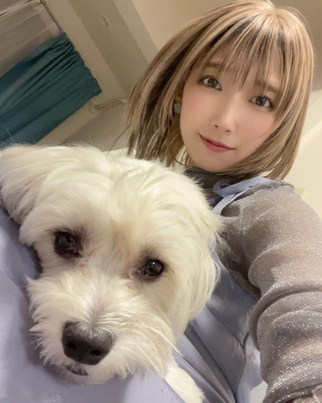霜月めあのインスタグラム：「にゅー髪の毛とノブナガさん🐶  初めてローライトいれたった🫡🫡💚 髪の毛はいつもきょーちゃん🌟 @kyo_hair  . . .  #霜月めあ #めあめあ #model #sexy #selfie #animegirl #셀카 #셀스타그램 #패션스타그램 #데일리 #asiangirl #cosplay #좋아　#instalove #follow #like #tokyo #ootd #style #photo #sexybody #love #맞팔 #tagsforlikes  #Japanesegirl #photooftheday #igers #instadaily #グラビア #日系穿搭」