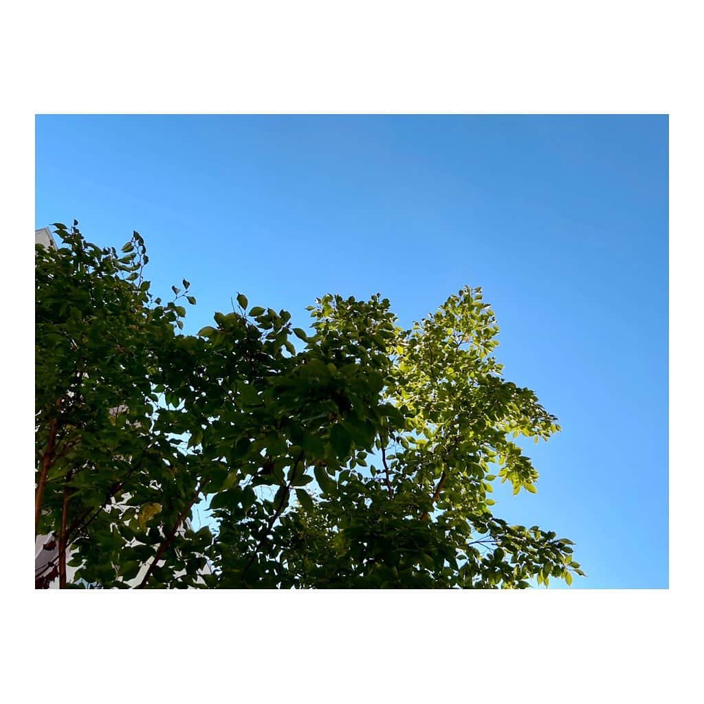 中山こころさんのインスタグラム写真 - (中山こころInstagram)「* 田舎の180°空も好きだけど（特に星空） 都会の四角い空もなんとなく好きかも  #ポエマー中山 #ノー加工  #日陰の中で育つ木もすごいよね」9月26日 17時31分 - coocoorooo