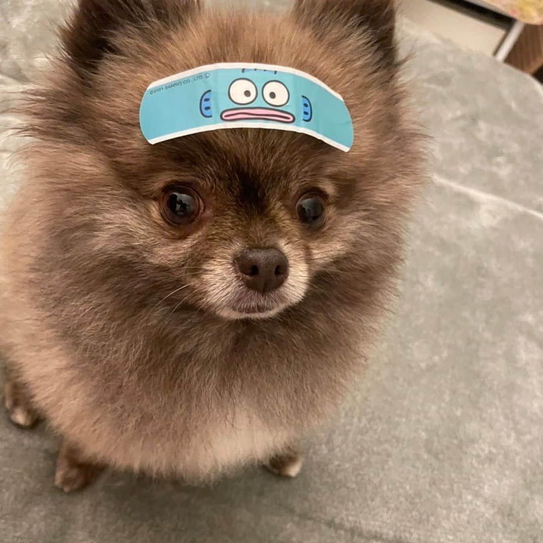 武田航平さんのインスタグラム写真 - (武田航平Instagram)「きびぎょどん #dogoftheday #pomeranian #ハンギョドン」9月26日 17時54分 - kouhei_takeda.official