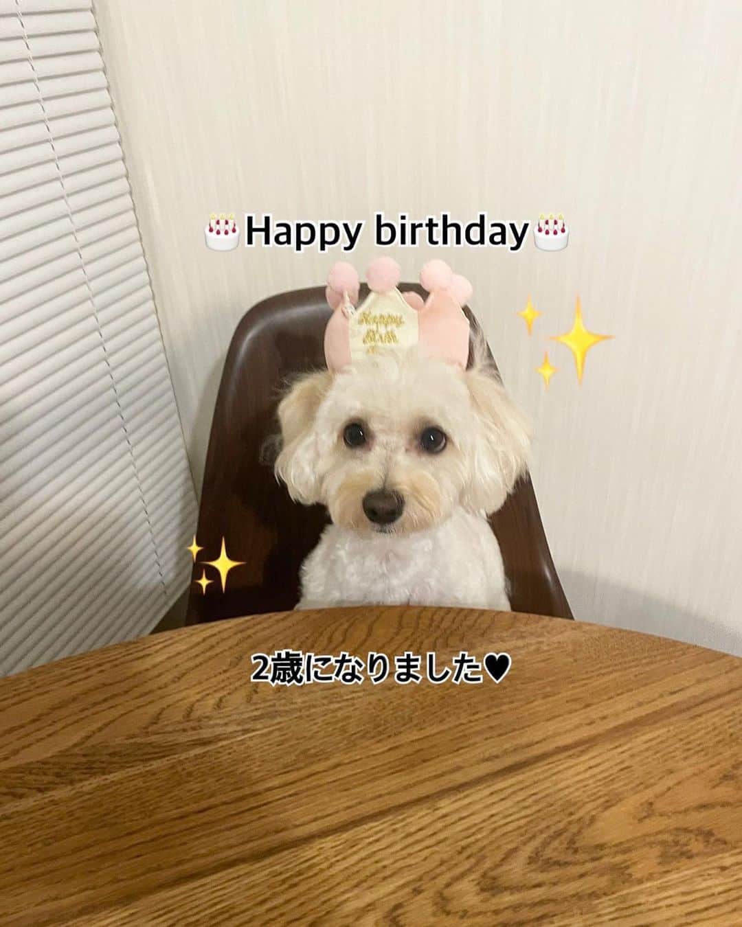 山田菜々のインスタグラム：「2022.09.02🎂  小町が2歳になりました〜☺️💕  毎日元気がありあまっていて 何にでも好奇心旺盛で、 ご飯もおやつもよく食べて 身体もめちゃくちゃ丈夫です☺︎  1回だけ私の不注意で 誤飲しちゃって 病院に連れて行ったけど それでもお腹壊さず定期検診を除いて 病院行ったのはその1回だけ🥱  どこにでも着いてくるから、 お掃除は少し時間がかかるけど お風呂のときもご飯作る時も １番近くで待っていてくれます☺︎  めちゃくちゃ甘えん坊で まだたくさん手がかかるけれど、 一生手がかかってもいいから １日でも長く健康に生きてほしいなと たったひとつだけ願っています。  こまちゃん、私のお家の子になってくれてありがとう🥹💕  毎日毎日好きにさせてくれて、 毎日毎日笑わせてくれてありがと🥹💕  一生だいすきだよ☺️🫶 明日からもみんなで楽しく過ごそうね✨」