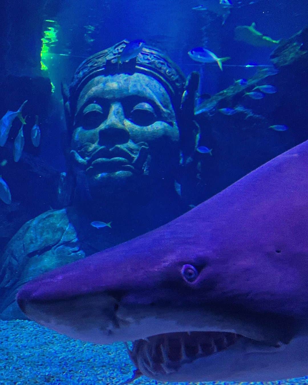 phantastic420のインスタグラム：「. @sealifebangkok_official 🐳🇹🇭 #shark 🦈 #amagingthailand 🇹🇭 #ilovebangkok 🇹🇭 #ilovethailand 🇹🇭 #phantasticbangkok 🇹🇭 #phantasticthailand 🇹🇭 #สวัสดี 🙏#สวัสดีครับ 🙏🇹🇭」