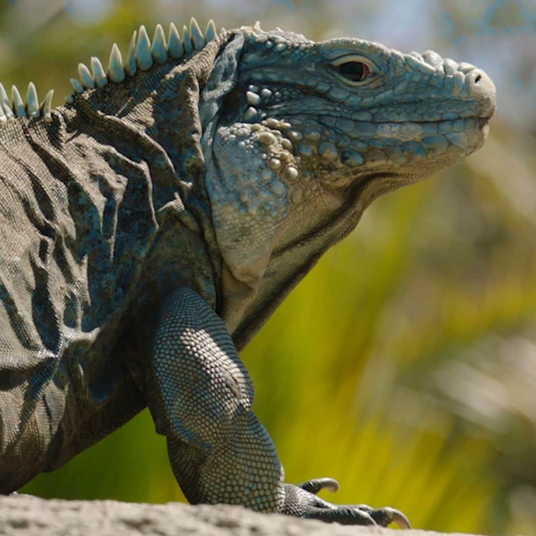 San Diego Zooのインスタグラム：「Spice up your day with a really, really, ridiculously good looking Grand Cayman blue iguana.   #BlueIguana #Iguana #SanDiegoZoo」