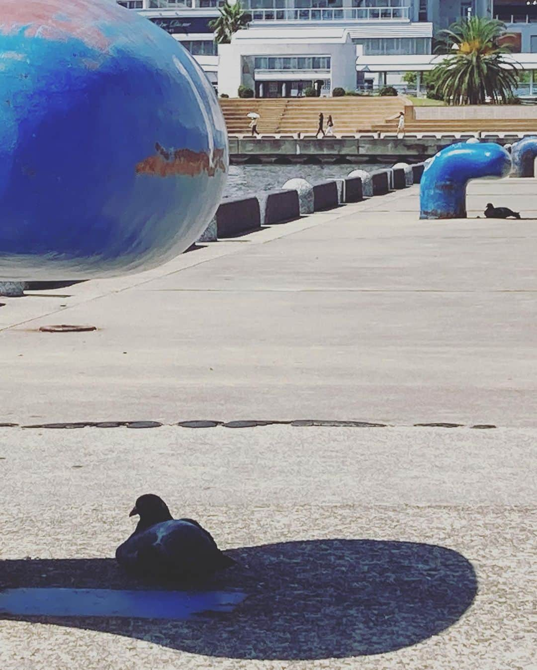 井上智晶さんのインスタグラム写真 - (井上智晶Instagram)「神戸編③  神戸布引ハーブ園という 神戸を一望できる場所にも 行ってきました。  本当に見晴らしがよく 癒しのスポットです。  神戸大はキャンパスが 六甲山の麓で、結構登って 通っていたので 高い場所から望む神戸の街並みは なんだか懐かしく 感じました^_^  神戸の旅は 今日の山海漬で 放送されます！  #山海漬#神戸旅 #岩手めんこいテレビ #絶景スポット#ハーブ園 #神戸の風景 #井上智晶#アナウンサー #日陰で休む鳩 #のんびりと」9月3日 10時54分 - tomoaki.mit.inoue