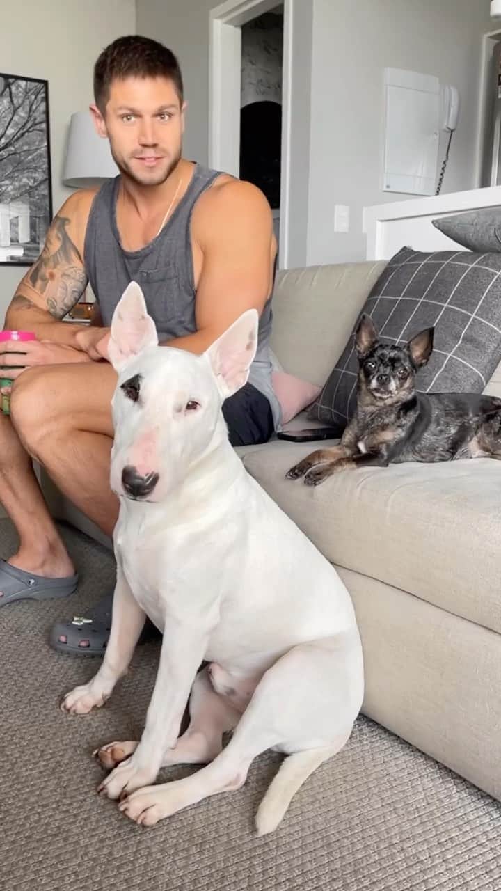 Jonas Sulzbachのインスタグラム：「Vamo passear?? Haha O dog de vcs é assim também? ❤️」