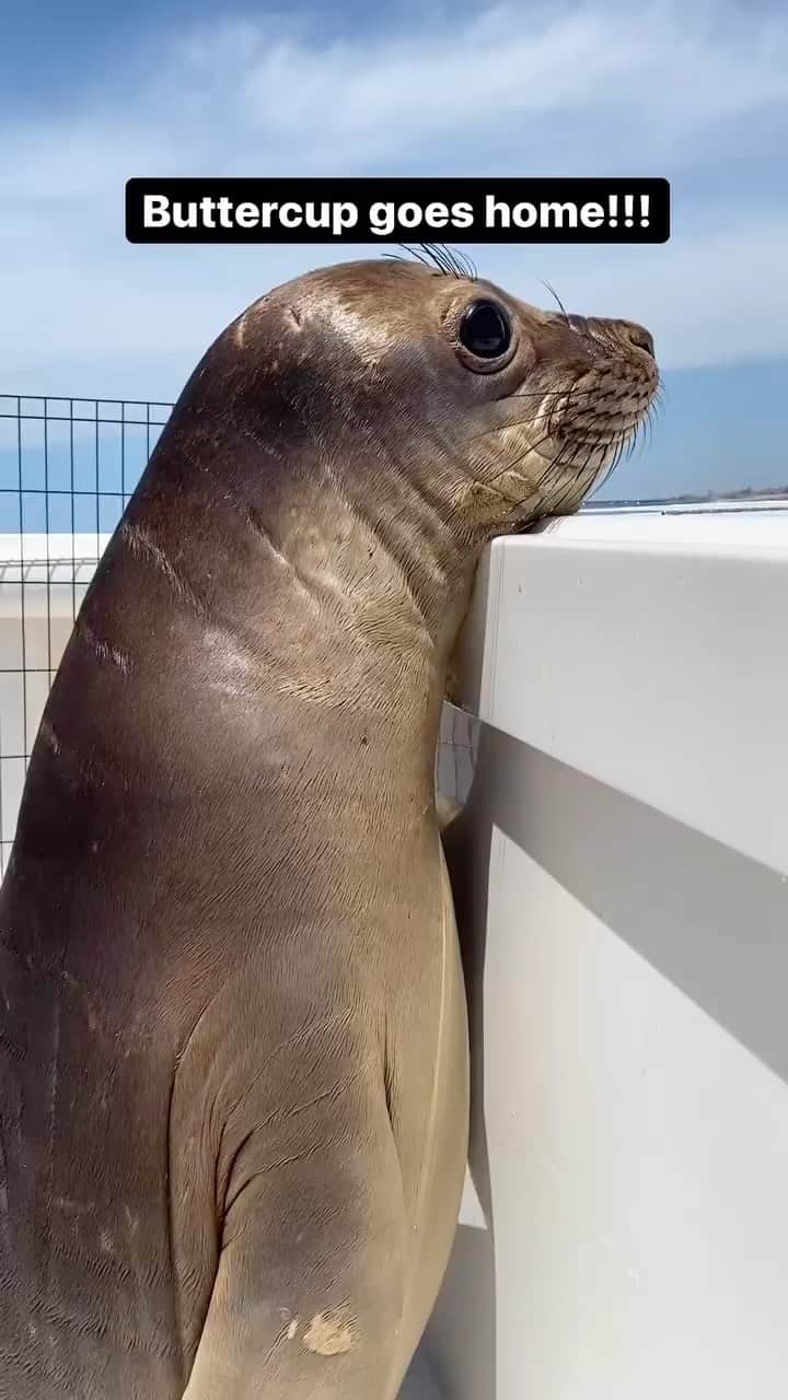animals.coのインスタグラム：「Buttercup returns to the ocean! What joy watching him go home after being rescued and rehabilitated at Pacific Marine Mammal Center. 🦭😍 Video by @ocean_club_pacificmmc」