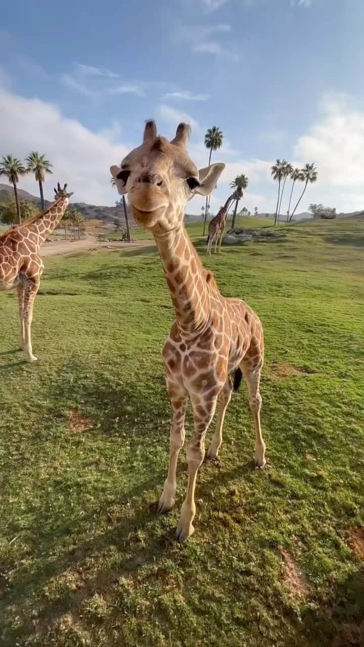 Daily The Best And Funniest Videosのインスタグラム：「Hi! Let’s be friends 🦒 By @sdzsafaripark」