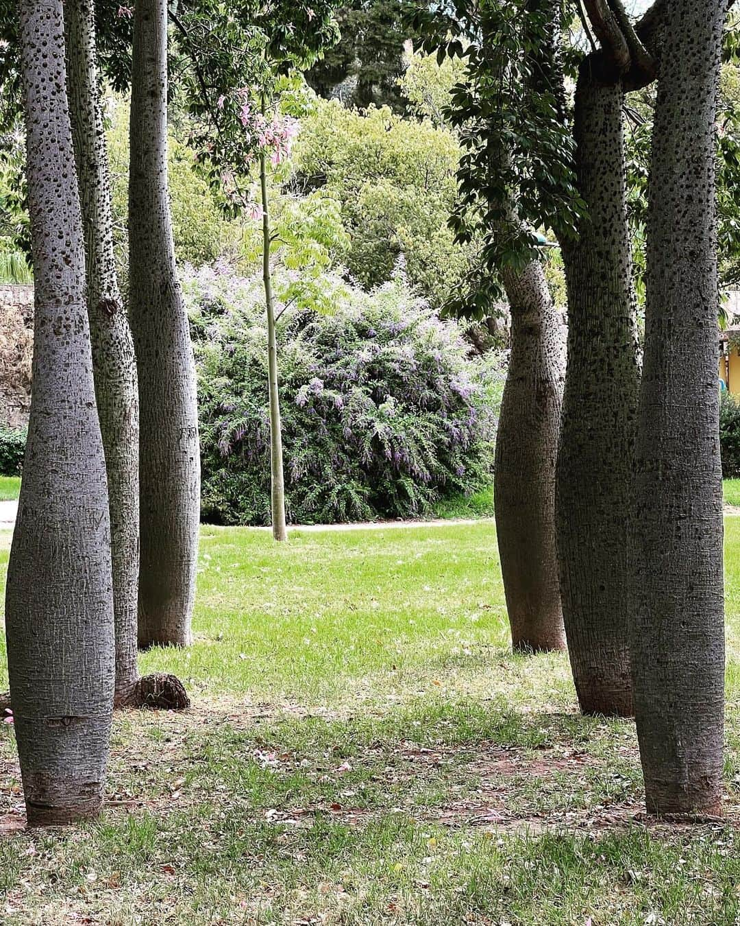 イラリア ニストリさんのインスタグラム写真 - (イラリア ニストリInstagram)「A Valencia ho trovato un albero che mi somiglia. Ha spine sul tronco, che possono far male, una forma strana molto diversa dagli altri alberi, capace però di fiori molto belli ma soprattutto , quando trova i suoi simili,  con loro riesce a creare un equilibrio di arte in natura. Alberi rari è vero , ma esistono.」9月3日 23時10分 - ilarianistri