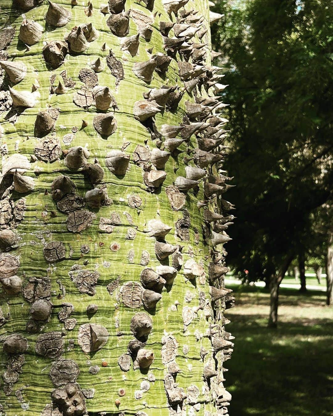 イラリア ニストリのインスタグラム：「A Valencia ho trovato un albero che mi somiglia. Ha spine sul tronco, che possono far male, una forma strana molto diversa dagli altri alberi, capace però di fiori molto belli ma soprattutto , quando trova i suoi simili,  con loro riesce a creare un equilibrio di arte in natura. Alberi rari è vero , ma esistono.」