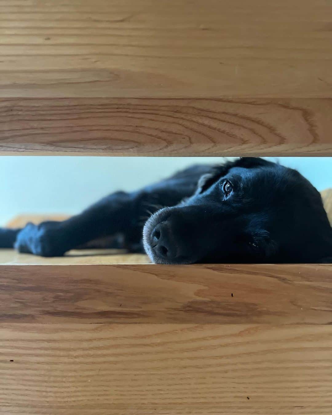 コリン・オドナヒューのインスタグラム：「Tired old boy! #Buckley」