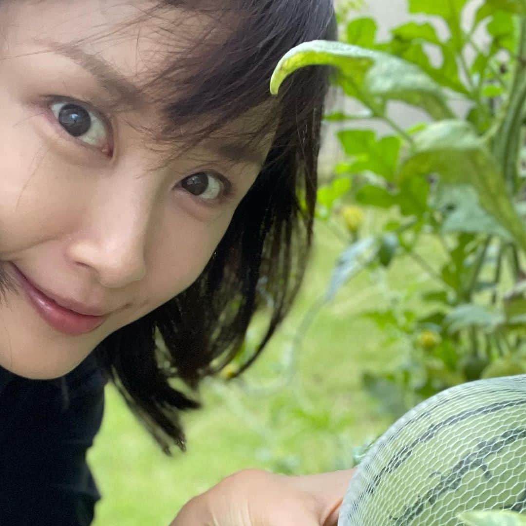 山口もえのインスタグラム：「・  毎朝お水を欠かさずあげて 蚊に刺されながらも授粉をして 大切に育てた小玉スイカも 今、3玉目がすくすく育っています🍉 1玉目はそのまま食べて 2玉目は梅酢漬けにしたよ さてこのこはどうやって食べようかな♡ でもこのこを収穫したら 楽しかった夏が終わってしまう😂😂😂 寂しい限りです…  明日は  9月5日(月)8:15〜9:54 NHK「あさイチ」  9月5日(月)19:00〜21:00 TBS「アイ・アム・冒険少年2時間SP」  に出演します。 お楽しみに！！  #家庭菜園#スイカ#小玉スイカ#🍉 #プランター菜園 #夏#summer  #夏の終わり って #せつないね」