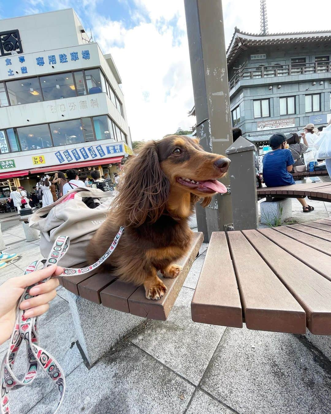 HARUNAのインスタグラム：「夏の思い出🐶🫶 #レディとおでかけ」