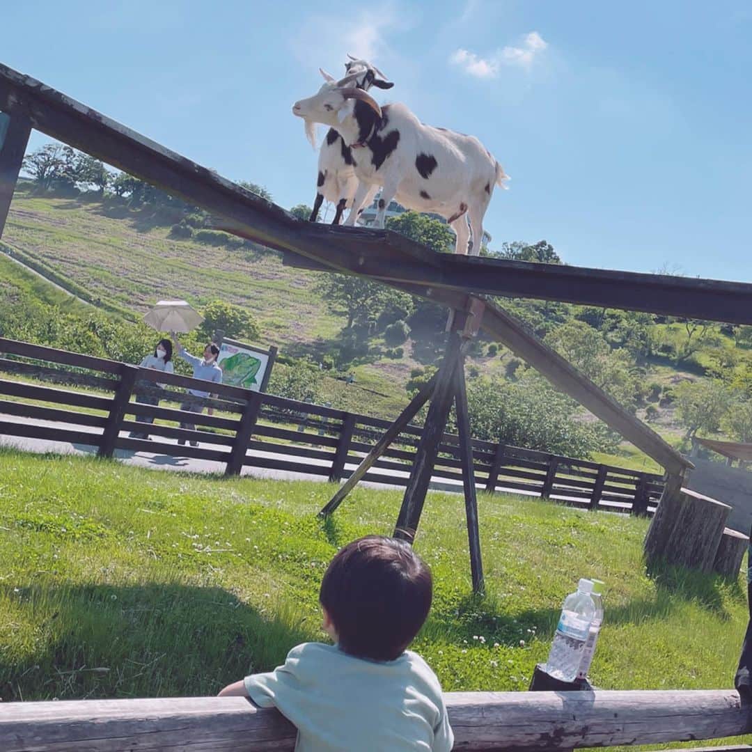 神戸蘭子さんのインスタグラム写真 - (神戸蘭子Instagram)「家族でお出かけ。 いいお天気でした🐏  #マザー牧場　#家族でお出かけ  #ママライフ　#男の子ママ　#ママコーデ　#5月の思い出」9月4日 13時47分 - ranran0414