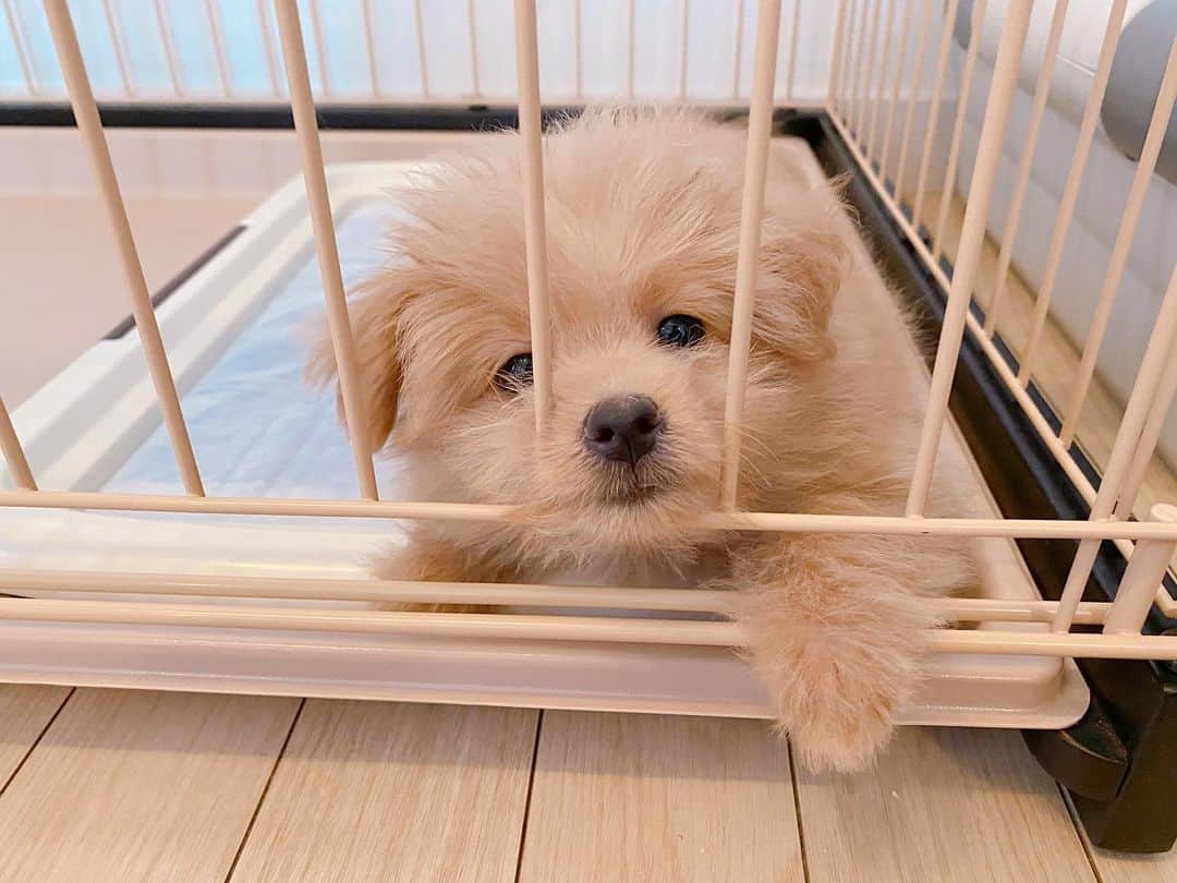 のインスタグラム：「かわいすぎ🫶❤️🫶❤️ . . #ポメプー  #犬のいる暮らし #犬好きな人と繋がりたい  #ポメラニアン#トイプードル #アプリコット #ミックス犬」
