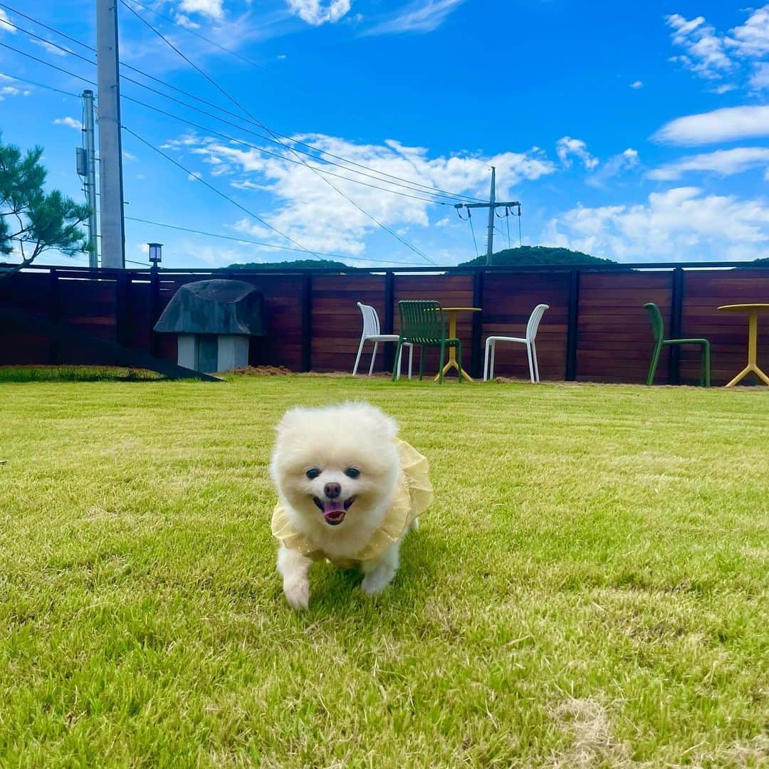 ミンジさんのインスタグラム写真 - (ミンジInstagram)「지금처럼 오래오래 행복하기💛 . 임시 보호중인 우리 소중한 차밍이🍀 지금까지 어떤 삶을 살아왔는지 모르지만, 앞으로는 행복만 가득한 삶을 살아가기를 바라고 또 바래💛」9月4日 21時38分 - luv_minji_