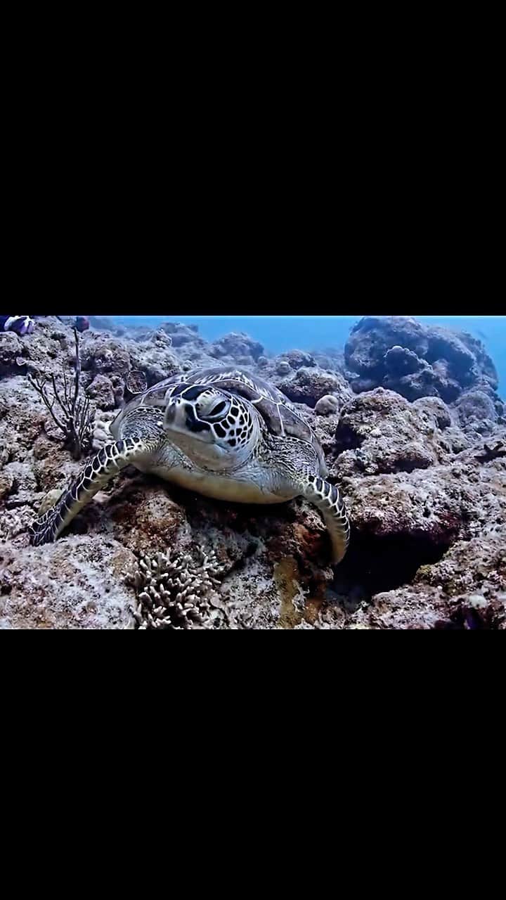 脊山麻理子のインスタグラム：「I met turtle & clownfish  at Ishigaki island. #ishgaki #ishigakiisland #diving」