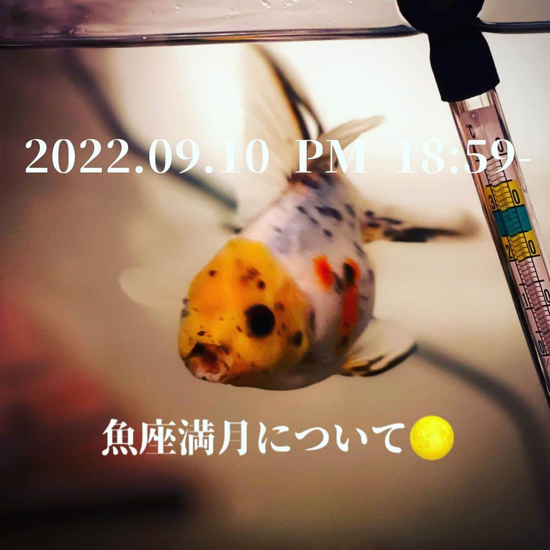 千秘零禾さんのインスタグラム写真 - (千秘零禾Instagram)「9月10日に起こる #魚座満月 はあなたが生まれ変われるチャンスかも？水星逆行も始まりますね🥹18:59から8時間以内に【手放し】のお願いを紙にボールペンで書きましょう🤲✏️もう囚われない。あなたはこれから変わっていくのだから。新しい人生をそろそろ歩んでいこうよ💐ネガティヴ、手放してこう🌝🌞  あなたが生まれ変わる時！！ 🌝過去のトラウマや悩みからの"手放し"🌞  今回の魚座満月は日頃の悩み事、ストレスになるような事、過去から出来てしまった拭えない傷やトラウマを取り払うアプローチをかけてくれる満月だと思います。もう嫌だ！とストレスに悩まされているのであれば、強烈かもしれないけれど願い事をするにはちょうどいいのかもしれません。  人には言えない事。日々暮らしの中でストレスになってる事。生きていると必ず誰しも"悩み"は抱えて生きていくもの。考えてしまえばしまうほど、答えがわからなくてイライラする。晴れない気持ちが溜まる。考えすぎてもはや妄想したくないのに妄想を超えて被害妄想をしてしまう。。過去に囚われすぎて自分を責めてしまう呪縛から抜け出せないでいる。。 そんな時は今回の魚座満月にお願いしましょう。  お願いしても、【これでよかったのかな。】と迷いがでてきたり、イライラ感ストレスなど感じてしまう方も居るかもしれませんが、それだけ貴方の中でいま手放したい事は大きくて大切な案件なのです。。大きい案件なんだから手放す時は悩んでしまって当然なのです。。でもその代わり大きくデトックスされるのであなたの中で峠を越えたあとは、かなりスッキリしていくはず！！  この願い事をかけた機に転職する人も居るかもしれないし、恋愛のトラウマ、感情に掻き乱されてしまうところから脱出出来る人も居るかもしれないし、自分の心の中身を整理整頓出来る機会が来るのかもしれない。  この手放しが【なるべくしてなる結果】を貴方に与えて【今後の貴方を変えてくれるチャンス】がきっと待っているんです。  自分の身も心も最終的には納得するような【運命】が貴方のことを味方してくれるはずです。  もしかしたら普段思いつかないような閃き、発想にも恵まれていく時だから、何か行動を起こす前は必ずアタマをフル回転させて一度ポジティブに考えてから行動しましょう。  その中で日頃から色々な事に向き合い努力してきたあなたなら【その日頃から】素敵なヒントを見つける事が出来るはずだし、今まで苦労してきたり、頑張ったりしてきた過去の経験がポジティブに変換し、貴方のことを助けてくれるはずです。  周りの上辺だけな意見や言葉に惑わされる事ないです。 そんな事言ってくる人ってロクに私の事全部知ってるはずないでしょ？って。そのくらいに考えてください。  【自分の経験から生まれた直感】を自信に変えて信じていきましょう。"道から逸れてない答え"なら必ずどんな答えを出したって、大丈夫だから。  あなたならきっと変わっていけるはずです。生まれ変わっていくのです。よく頑張ってきましたもんね🥹👏🥰きっと誰かが絶対あなたのことを認めて褒めてくれてるから。信じてくださいね❣️一緒にこの満月🌕を乗り切っていきましょう❣️  　#手放し」9月5日 14時48分 - senpiliy