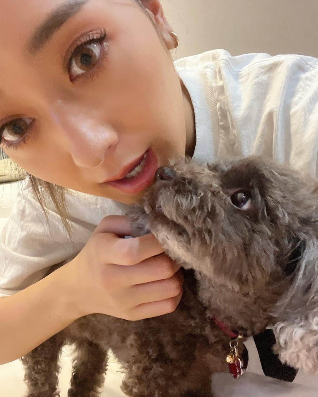 みちょママ（みちょぱ母）のインスタグラム：「ぐみちゃん9月5日で5歳になりました！あっという間だね🐶 ケーキでお祝い🎂    おめでとう🎉     #犬#トイプードル#トイプードル女の子  #犬誕生日」