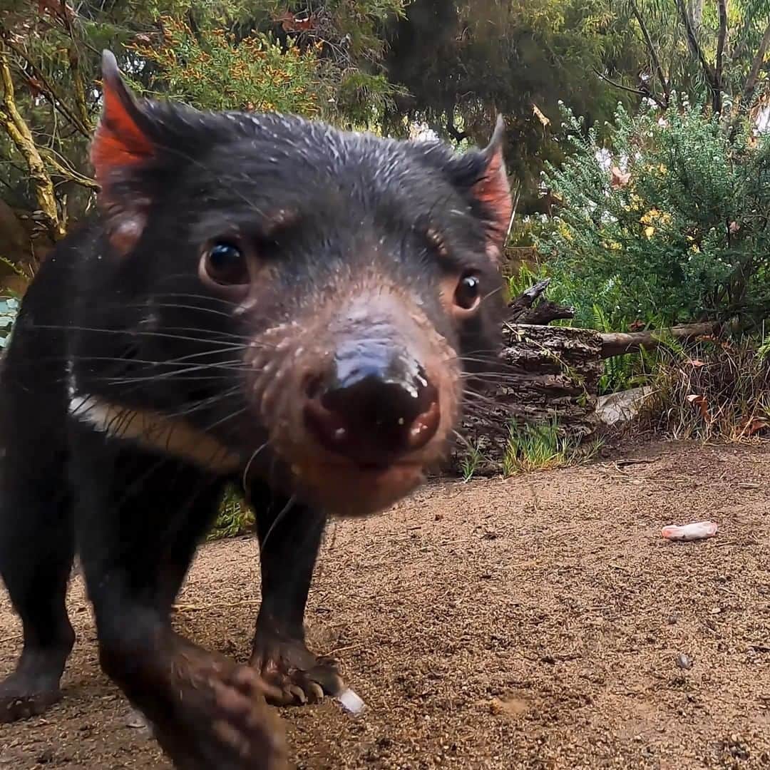 San Diego Zooのインスタグラム：「Schweppes is just slightly looney.  Yawning when confronted? When a Tasmanian devil feels threatened they may do a strange, fierce looking 'yawn'. This expression is more so used to show fear and uncertainty than aggression.   #TasmanianDevil #Taz #SanDiegoZoo」