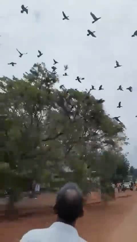 ティモシー・サイクスのインスタグラム：「Repost from @karmagawa WTFFFFFF!!⚠️GRAPHIC WARNING: PLEASE SHARE THIS SAD VIDEO, URGENT ISSUE RIGHT NOW! ⚠️ Dozens of innocent birds and their babies were killed in Kerala, India as authorities have hastily begun cutting down trees as part of a road-widening project without even trying to protect these nesting birds and other species. THIS IS TERRIBLE — WE MUST STOP DESTROYING OUR ENVIRONMENT AND KILLING INNOCENT WILDLIFE! Destruction of these nests & causing injury and harm to birds is an offense under the Wildlife Protection Act Of 1972 so we MUST get the word out about these atrocities and hold the people responsible for this destruction and animal cruelty accountable for their actions and we encourage everyone in the area to reach out to the police to stop this mindless killing! Please use your social platform for good and share this video with your followers and tag people, celebrities, influencers and news media who need to see & share this too -- together let’s protect trees along innocent birds and their babies too! Our thanks goes out to @sandesh_kadur for posting and helping to spread awareness about this cruel act, OUR WILDLIFE DESERVES SO MUCH BETTER! #savethetrees #stopthekilling #protectwildlife #karmagawa」