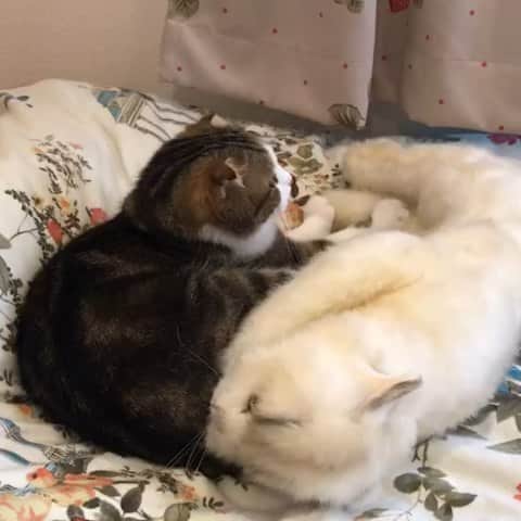 窪真理のインスタグラム：「かわいい😍 . #猫のいる暮らし #猫好きさんと繋がりたい #もみもみ #ふみふみ #スコティッシュフォールド」