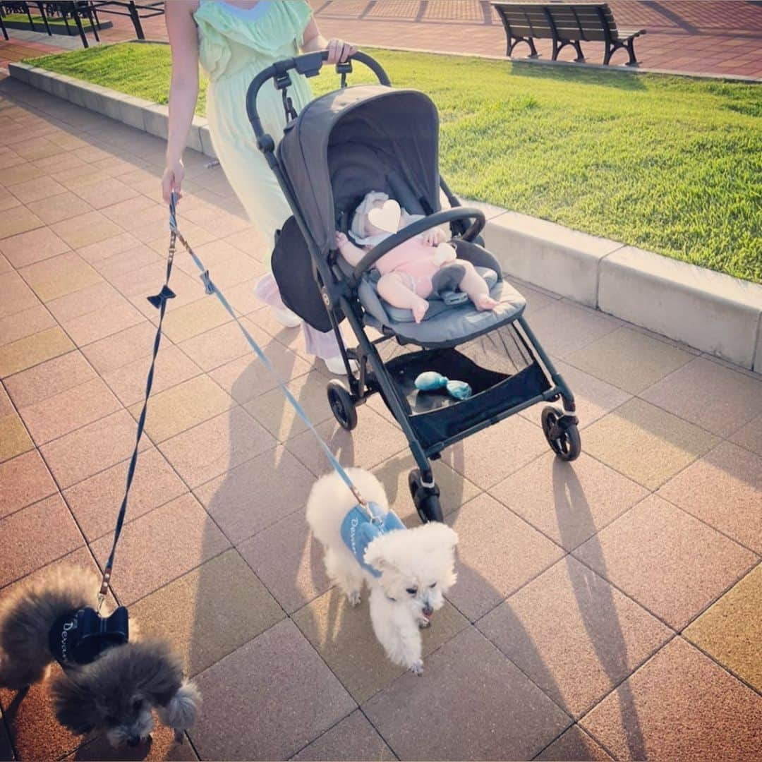 土岐田麗子さんのインスタグラム写真 - (土岐田麗子Instagram)「🐶♡👶♡🐶　  やっと一緒にお散歩できた記念日♡  今まで普通の生活をするだけでクタクタ! やっと慣れてきてボロボロにならずに1日を終われる日も増えてきたな〜って感じなので自分の準備→娘の準備→いっくんりんちゃんの準備とかムーリー!って感じでした  でもベビーカーを引いてワンちゃんのお散歩をしているママをよく見かけるし，ワンちゃんいるお友達もみんな一緒にお出かけしたりしてるので，世の中のママたちすごいなーって。  いっくんりんちゃんに手が回らなすぎて… 回らないどころか言い方がキツくなってしまったり優しくできなくて自分もツラかったし，かわいそうだったので @dogslifepanna に少しお泊りに行ってもらっていた時期もあって，ちょっと前の私は "なんで私はできないんだろう"って， みーーんな大切なのに子供たちのバランスがうまくとれないことに，余裕のない自分に，少しメソメソした日々を過ごしていました。 2人はお泊まり中，毎日お散歩も連れて行ってもらえてお友達もいて，楽しそうなレポートが届くとそれで心が救われた気がしたりして…  まだ1人ではできなくて，主人がいないと準備がスムーズにいかないのだけど，いっくんりんちゃんと娘が揃っての 念願の子供たちとのお散歩♡ たったこれだけのことだけど，すっごくすっごく嬉しかった日♡  まだまだ上手にママできないよ ガマンさせてしまってるのがわかるから色々と焦ってしまうけど 上手にできなくてもいいから楽しんで笑顔でいたいなーって思う今日この頃です  その方がよっぽど子供たちには良いって頭ではわかっているんですけど，何故だかなかなかね!  #出産してから #ちょっとしたことで #イライラ したり #メソメソ したり #性格が変わってしまったみたい #これが噂の　 #産後うつ ってやつなの?! #えっ #私 #まさかの #産後うつなのかな ww #生後3ヶ月 #babydiary #dogstagram  #instadiary」9月6日 13時44分 - reli0531