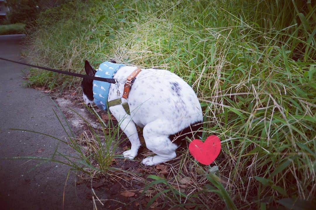 アムのインスタグラム：「あたしの飼い主様はこーゆーのを盗撮するの。やめてほしいﾈ🫣」
